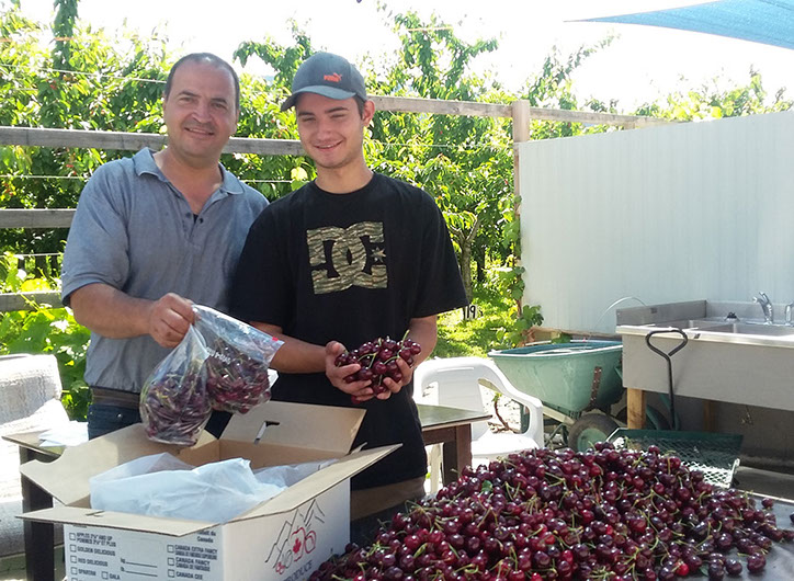 harvested cherries