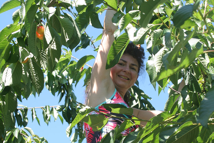 cherry pickers
