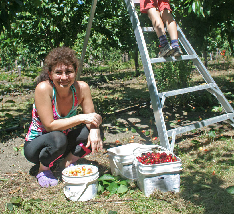 cherry pickers