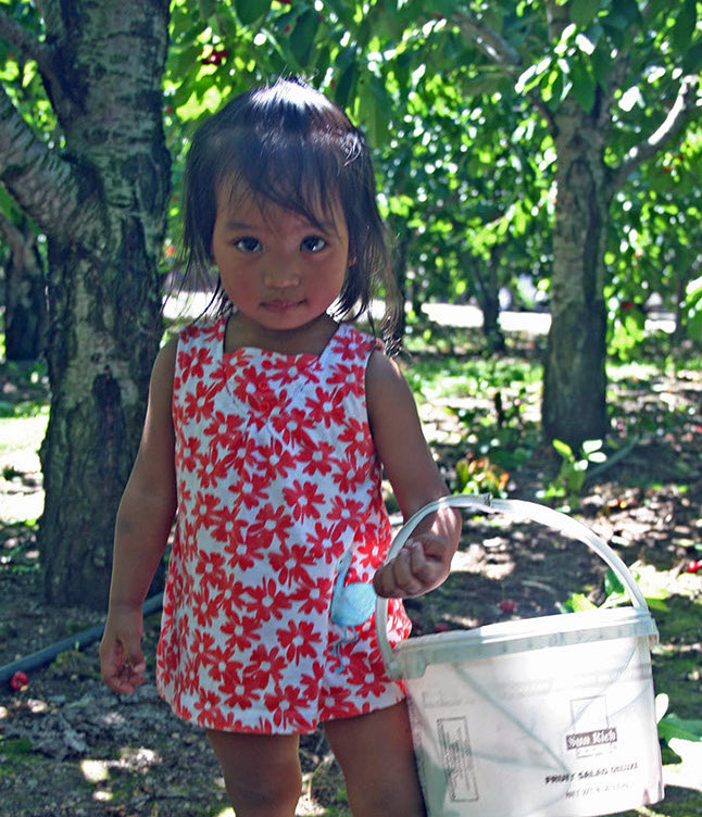 cherry pickers