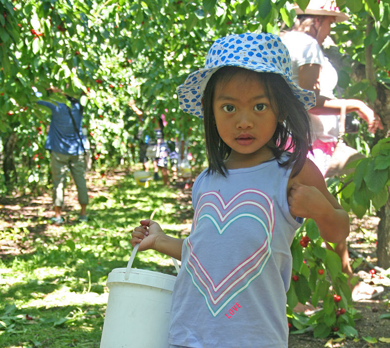 cherry pickers